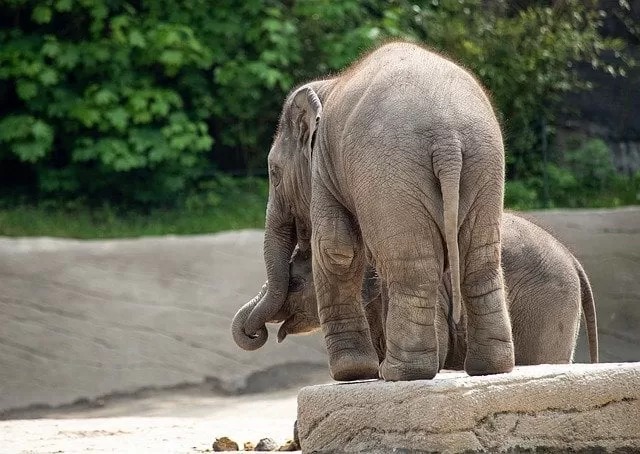 Elephant-in-tropical-